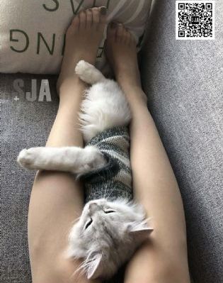 房奴试爱电视剧